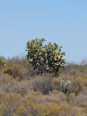 Opuntia quimilo