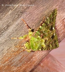 Heterochroma berylloides