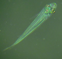 Atheriniformes