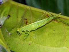 Phlugis ocraceovittata