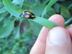Botanochara angulata