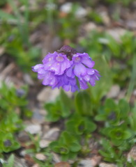 Primula glutinosa