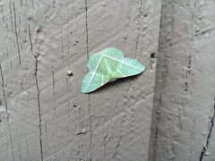 Dichorda illustraria