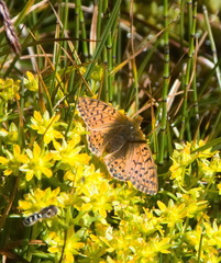 Boloria napaea