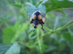Botanochara angulata