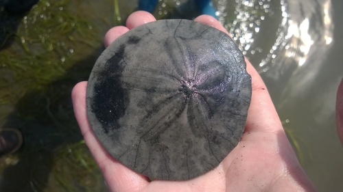 Eccentric Sand Dollar, photo 8 of 10