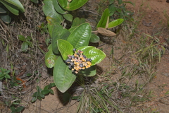 Miconia fallax
