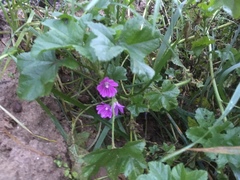 Malva sylvestris