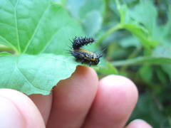 Botanochara angulata