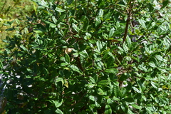 Combretaceae