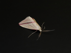 Rhodometra sacraria