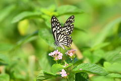 Papilio clytia