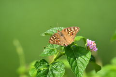 Junonia lemonias
