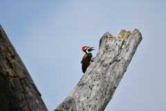 Dinopium benghalense