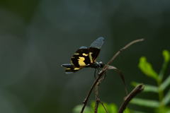 Rhyothemis variegata