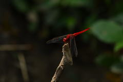 Crocothemis servilia