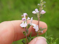 Stachys hyssopoides