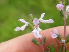 Stachys hyssopoides