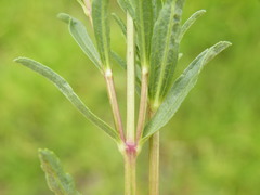 Stachys hyssopoides