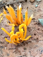 Clavulinopsis fusiformis image