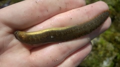 Pholis ornata