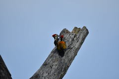 Dinopium benghalense