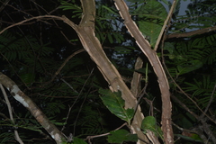 Piptadenia gonoacantha