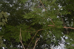 Piptadenia gonoacantha