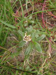 Blutaparon portulacoides
