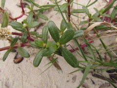 Blutaparon portulacoides
