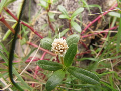 Blutaparon portulacoides