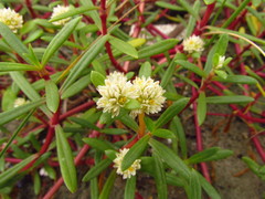Blutaparon portulacoides