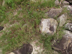 Blutaparon portulacoides