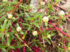 Blutaparon portulacoides