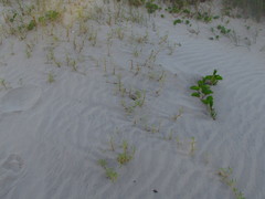 Blutaparon portulacoides