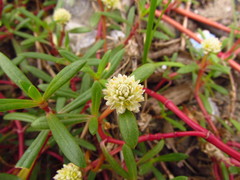 Blutaparon portulacoides