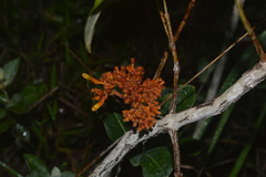 Palicourea officinalis
