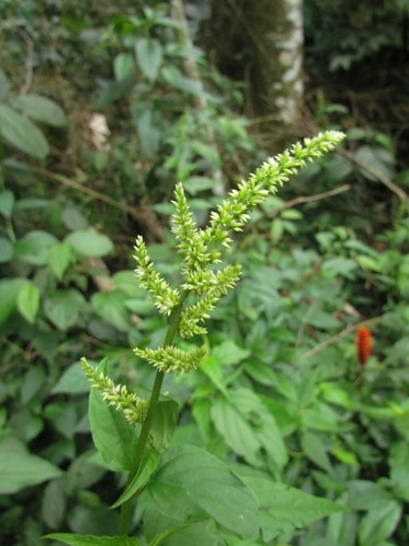 (Chamissoa acuminata)