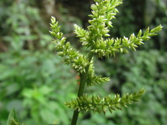 Chamissoa acuminata
