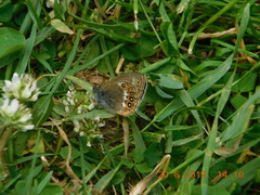 Coenonympha hero