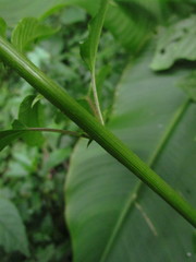 Chamissoa acuminata