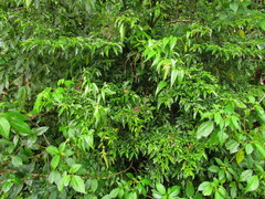 Chamissoa acuminata