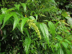 Chamissoa acuminata