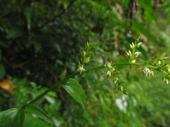 Chamissoa acuminata