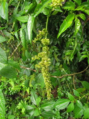 Chamissoa acuminata