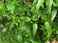 Chamissoa acuminata