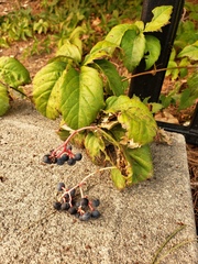 Parthenocissus quinquefolia