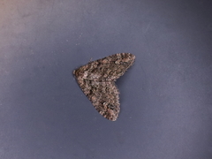 Catarhoe hortulanaria