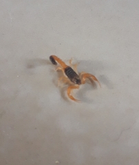 Rhopalurus