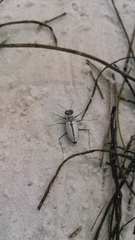 Habroscelimorpha dorsalis saulcyi